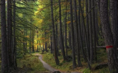 Threshold Letters 1 – Entering the Dark Wood