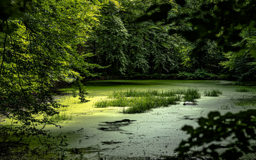 Threshold Letters 2 – Swamp of Confusion